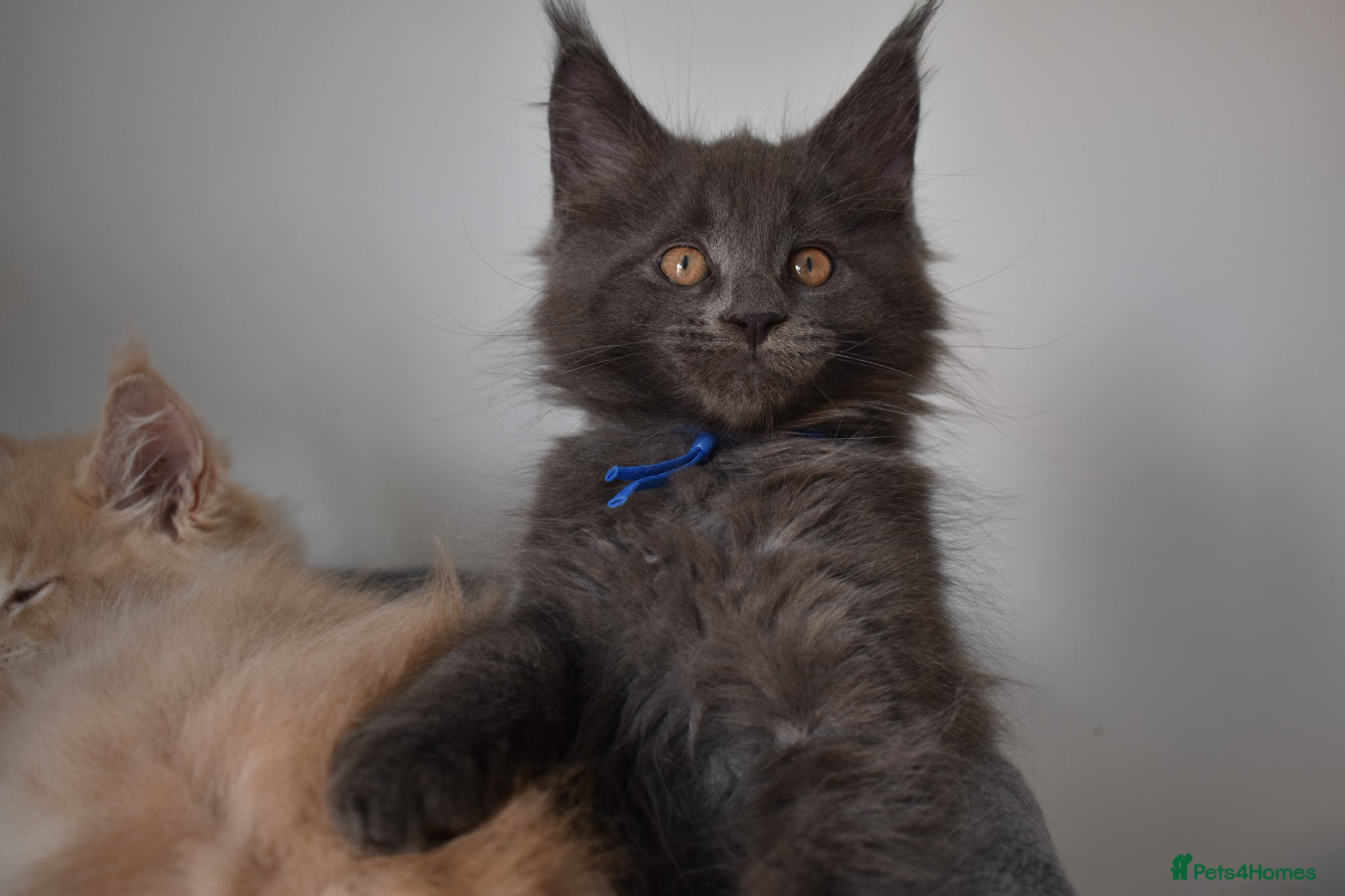 Maine Coon cats 👻😻 TICA REGISTERED Maine coon for sale👻😻 - Advert 2