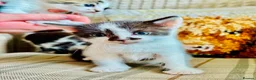 Mixed Breed cats for sale: Gorgeous friendly kittens  - Advert 8