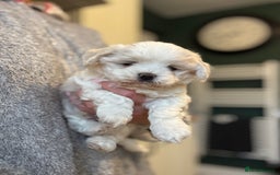 Mixed Breed dogs for sale: Maltese pups  in Stockton-on-Tees - Image 2