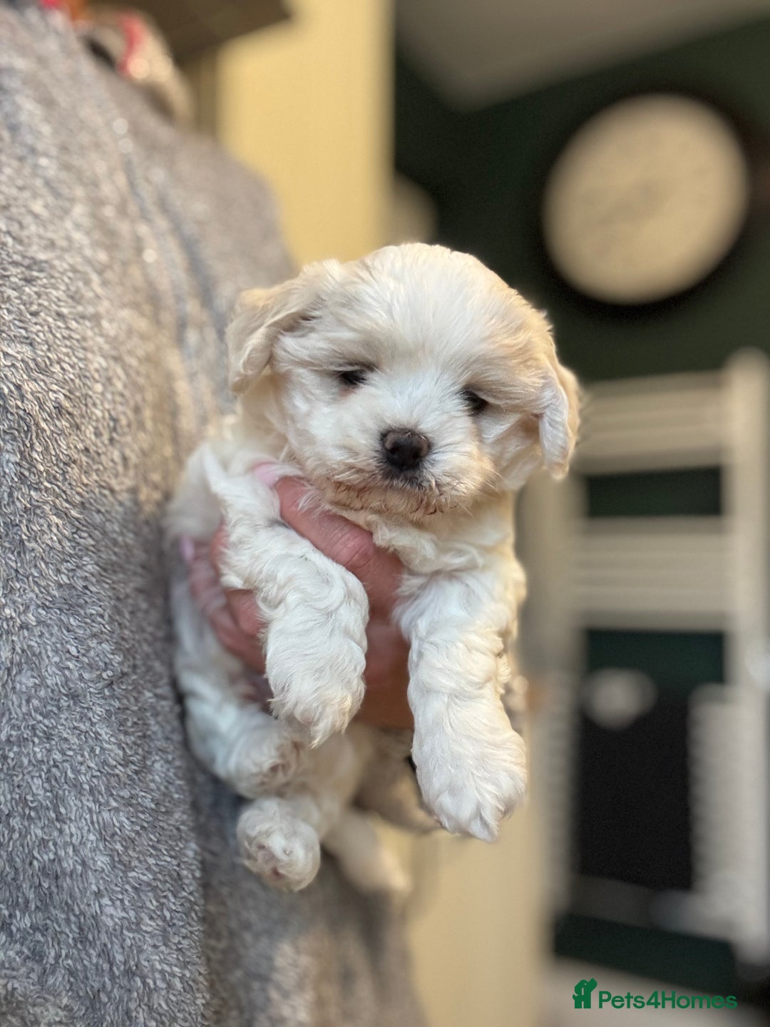 Mixed Breed dogs for sale: Maltese pups  in Stockton-on-Tees - Image 2