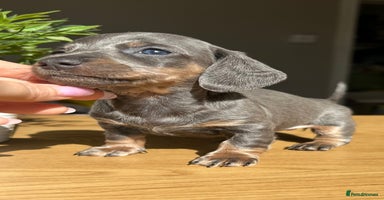 Miniature Dachshund dogs - Advert 1