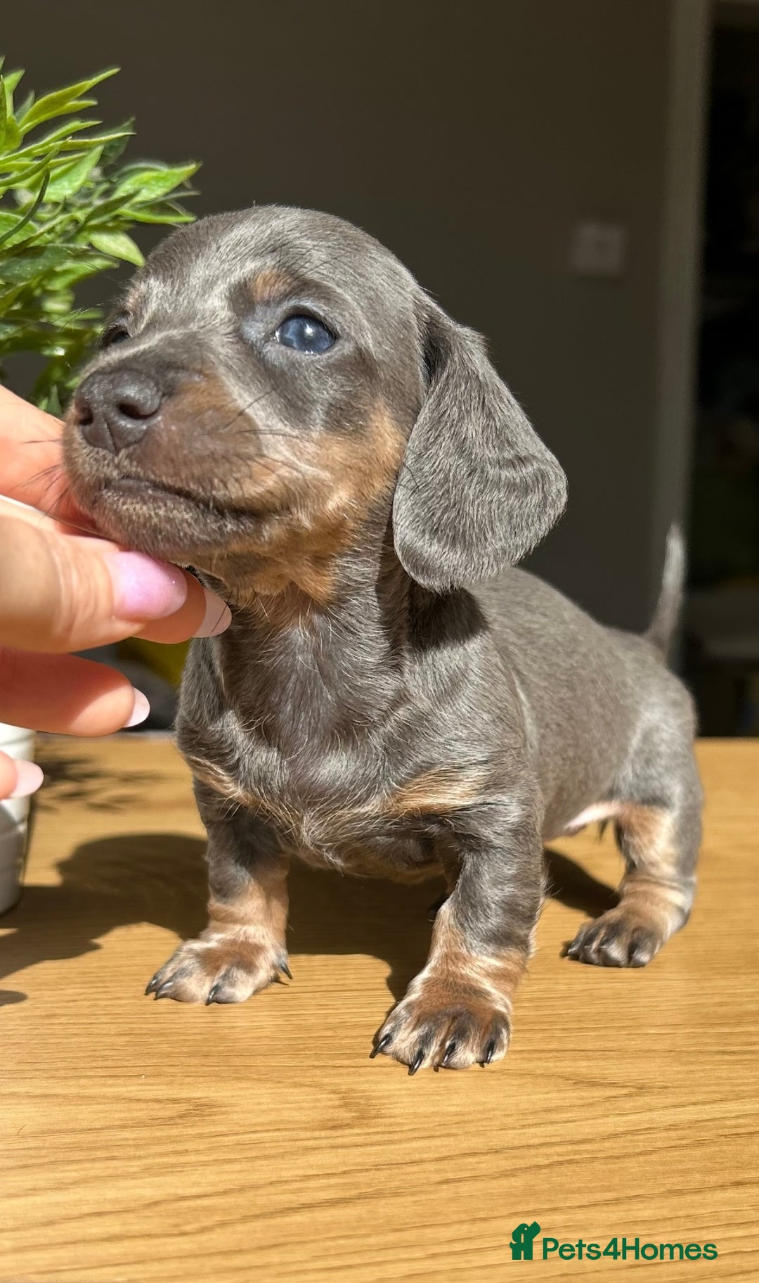 Miniature Dachshund dogs for sale: Perfecf kc true miniature dachshunds - Image 3