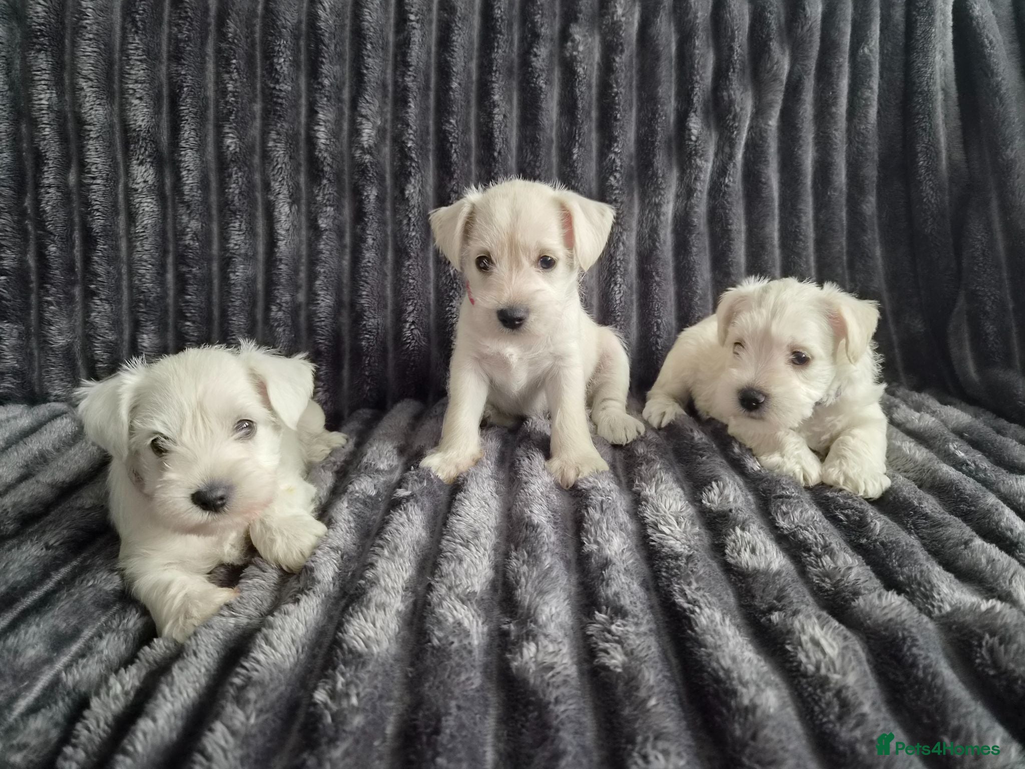 Miniature Schnauzer dogs 🐾 COCO'S BEAUTIFUL THIRD & FINAL LITTER 🐾 - Advert 2