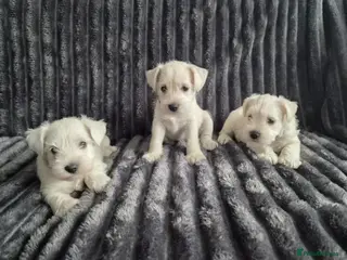 Miniature Schnauzer dogs 🐾 COCO'S BEAUTIFUL THIRD & FINAL LITTER 🐾 - Advert 2