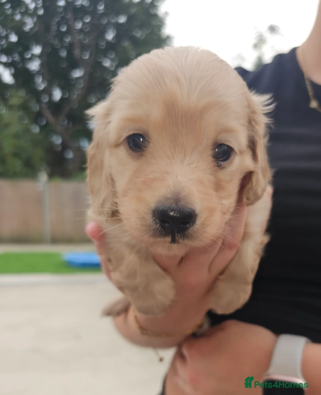 Miniature Dachshund dogs for stud: Dna and ivdd screened Mini Dachshund  in Southampton - Advert 6