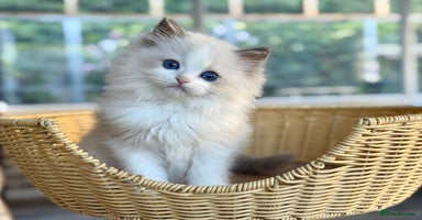 Ragdoll cats - Advert 1