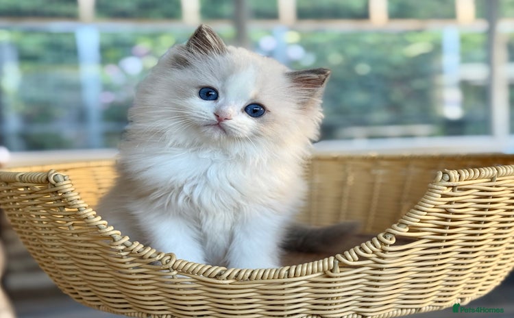 Ragdoll cats - Advert 2
