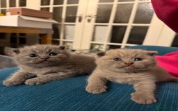 British Shorthair cats for sale: Beautiful British short hair kitten  - Image 21