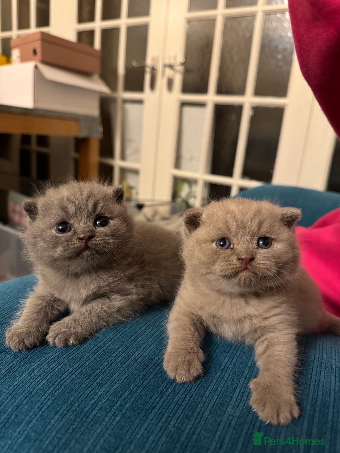 British Shorthair cats for sale: Beautiful British short hair kitten  - Image 21