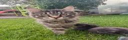 Maine Coon cats for sale: Home reared MaineCoon Pedigree Kittens  - Advert 11