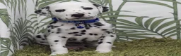 Dalmatian dogs for sale: KC Show Quality Rare LUA Dalmatian Puppies - Advert 4