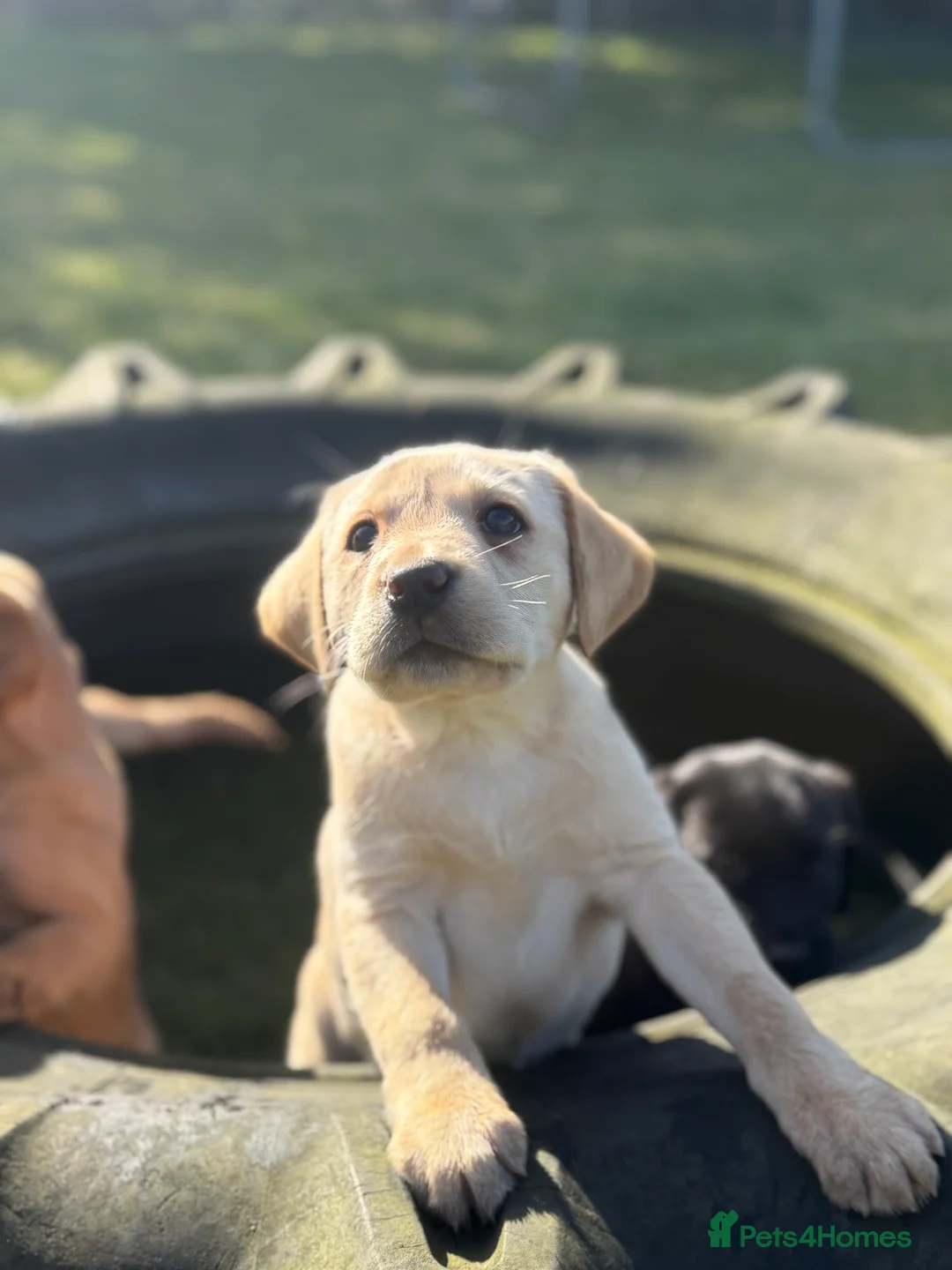 Labrador Retriever dogs for sale: Ftch kc reg labrador puppies  - Advert 9