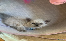 Selkirk Rex cats for sale: Selkirk rex kittens  - Image 18