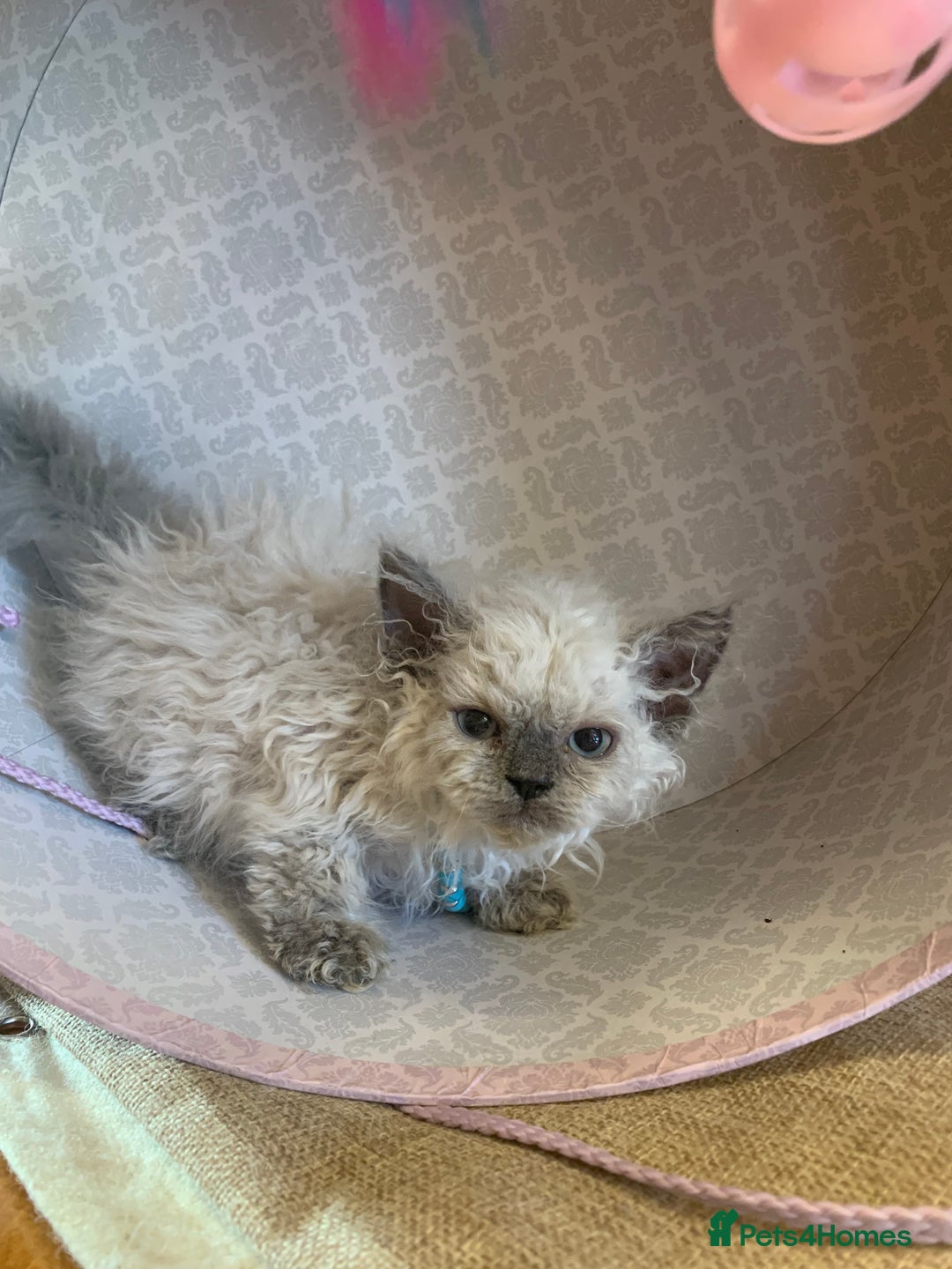 Selkirk Rex cats for sale: Selkirk rex kittens  - Image 18