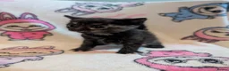 Persian cats for sale: Gorgeous kittens  - Advert 3