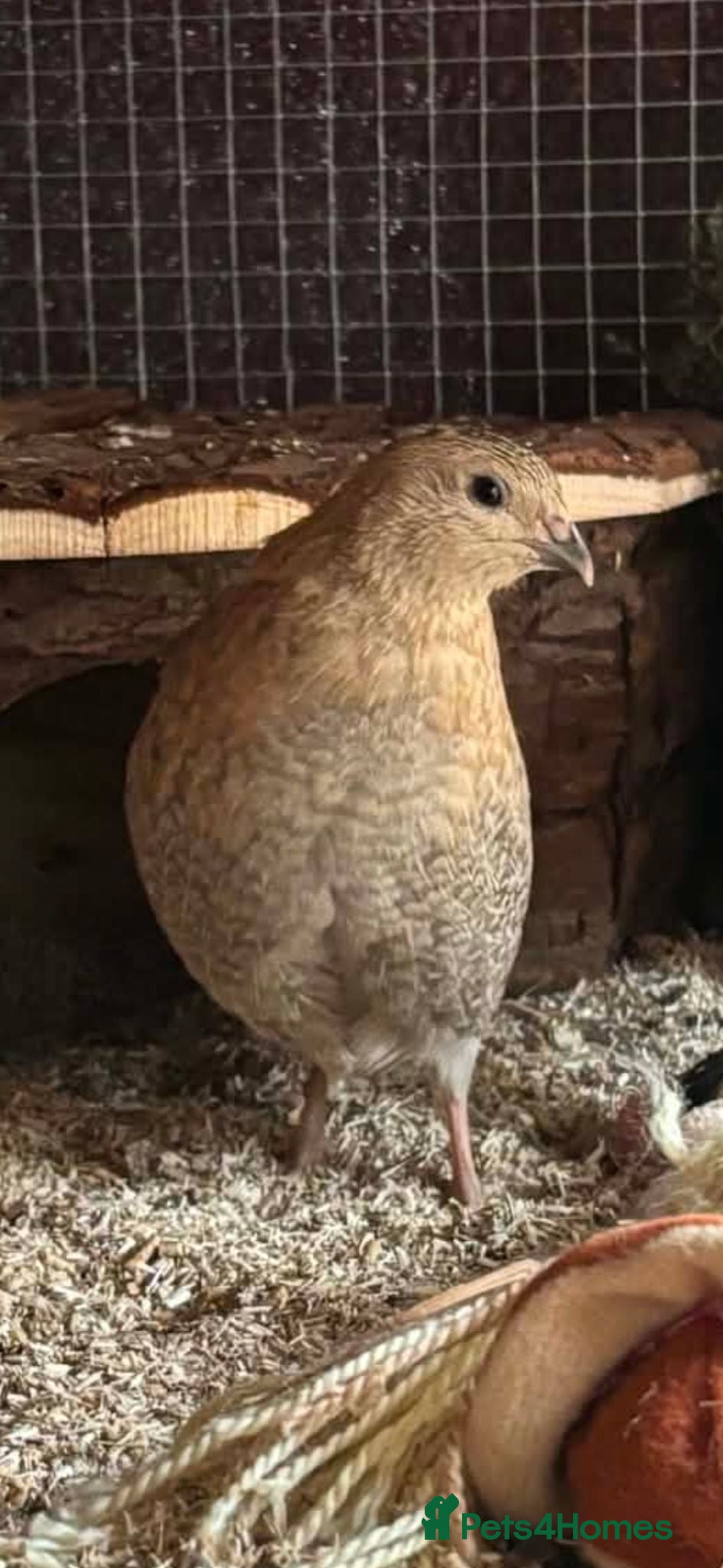 Quail poultry Male Celadon Quails.  - Advert 1