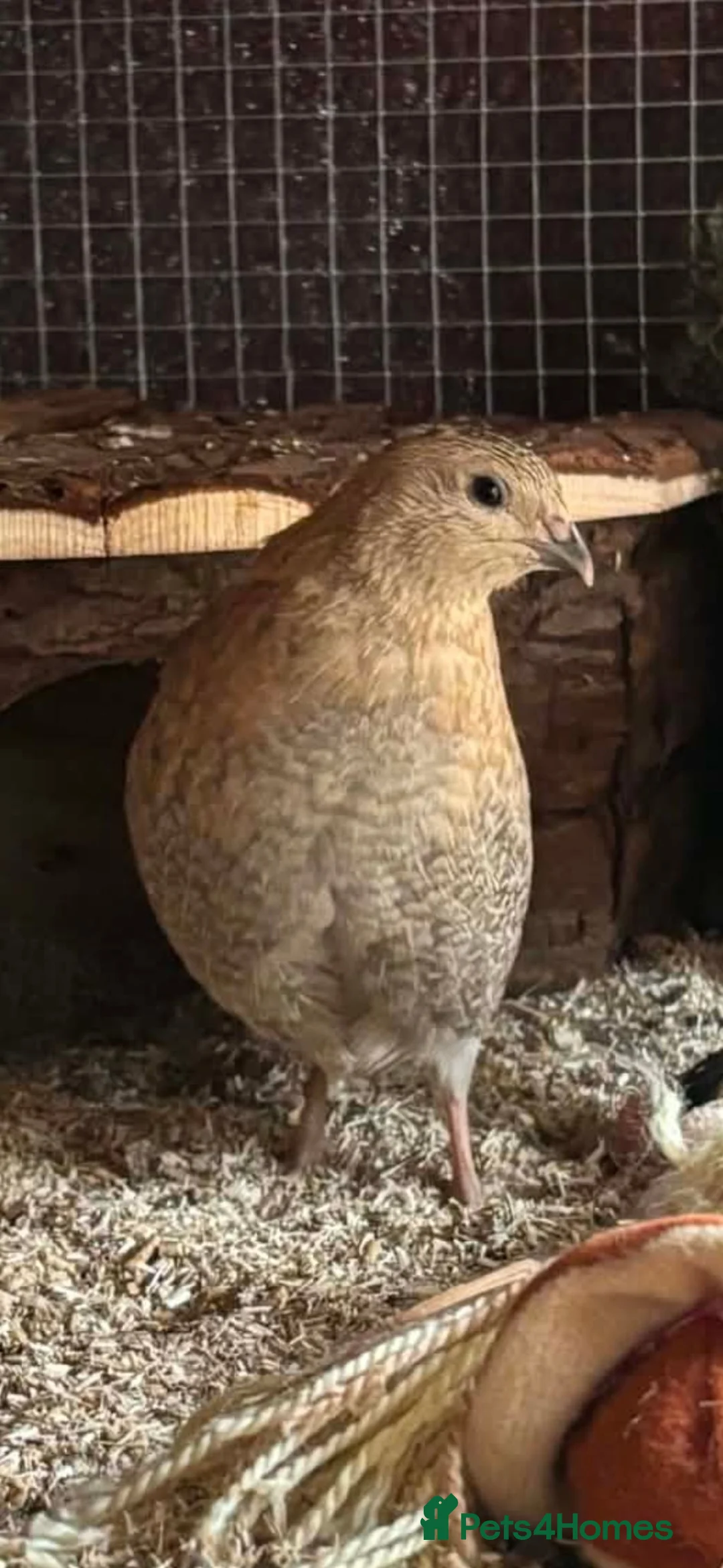 Quail poultry for sale: Male Celadon Quails.  in Harrow - Advert 1