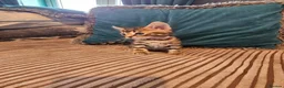 Bengal cats for sale: Begal cross kittens  - Advert 39