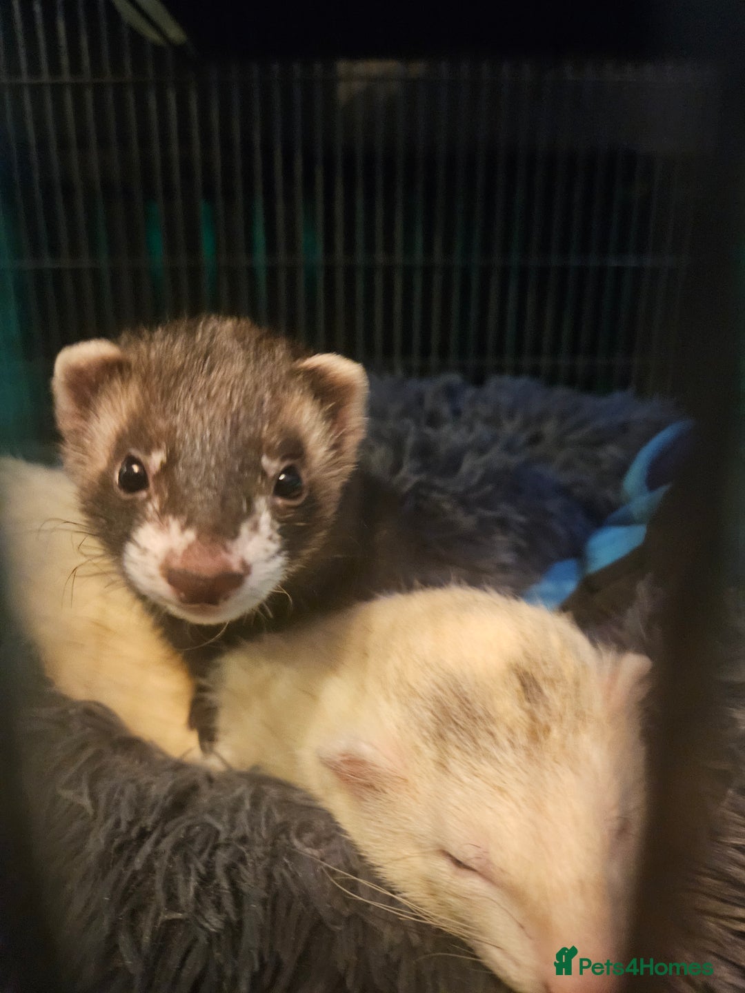 Ferret rodents for sale: Pair of ferrets  - Advert 1