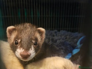 Ferret rodents Pair of ferrets - Advert 1