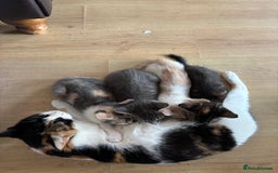 Mixed Breed cats for sale: 4 kittens ready for their new homes  - Image 14