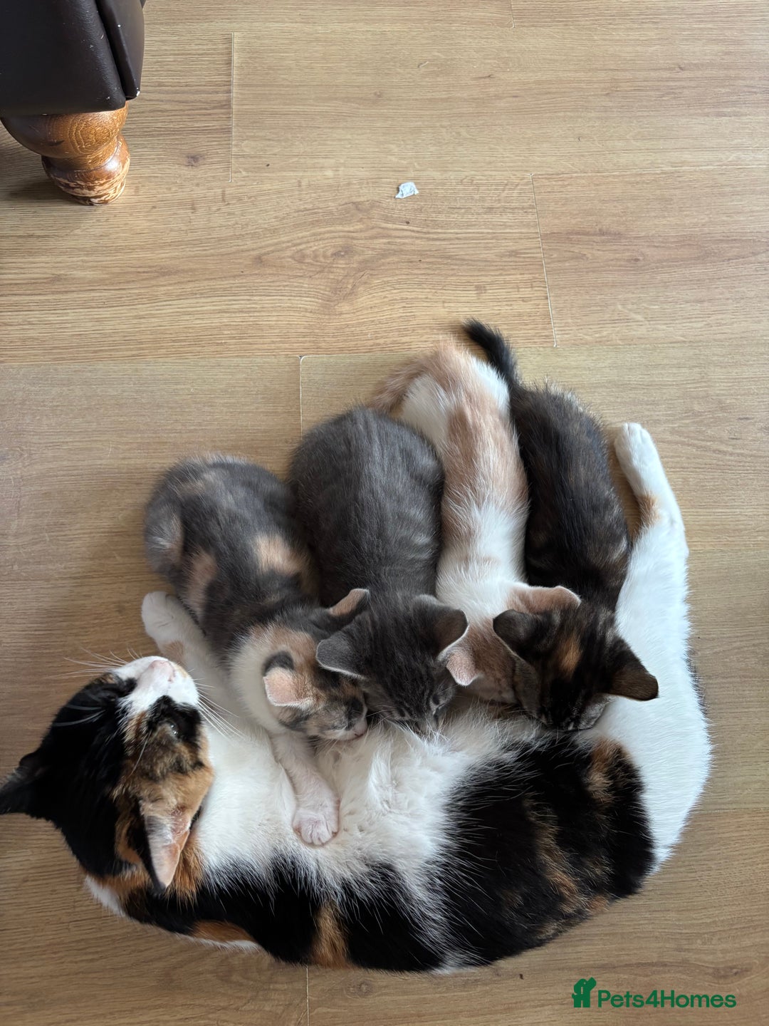 Mixed Breed cats for sale: 4 kittens ready for their new homes  - Image 14