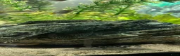 Plecos fish for sale: Common bristlenose plecostomus  - Advert 2
