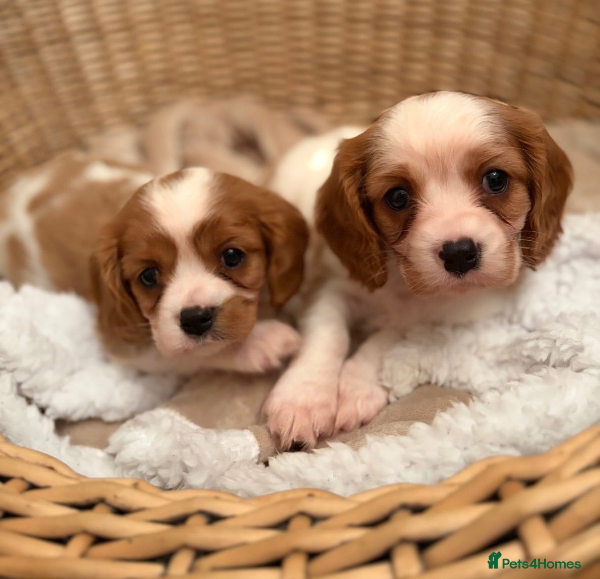 Cavalier King Charles Spaniel dogs DNA Clear KC Registered Cavalier Kcs Pups - Advert 7