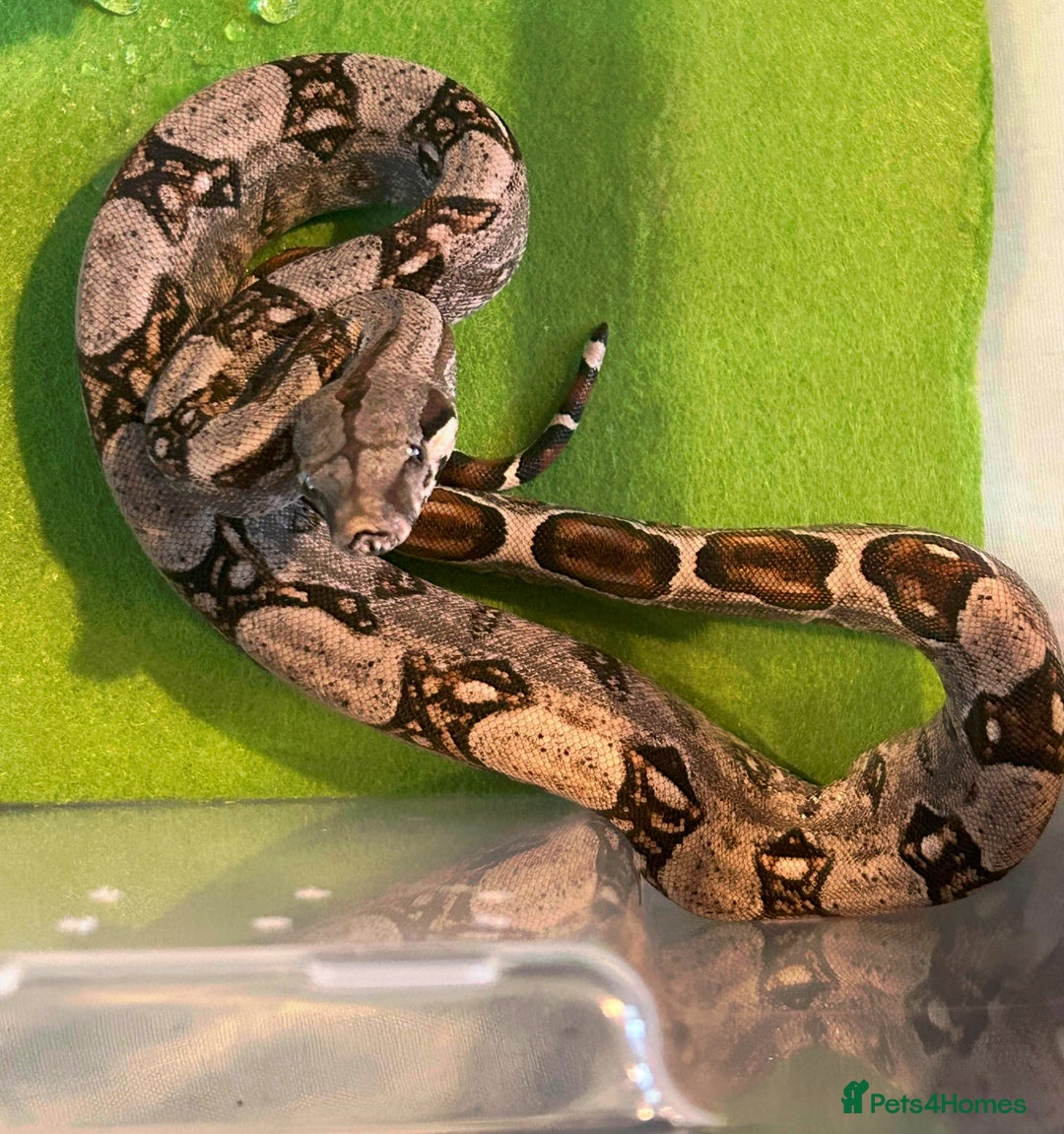 Boa Snake reptiles for sale: 2025 Boa Constrictor Babies in Letchworth Garden City - Image 1