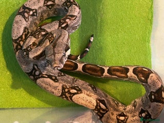 Boa Snake reptiles in Letchworth Garden City - Advert 2