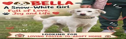 Mixed Breed dogs for adoption: ❤️BELLA❤️ Full of Love, Joy and Life - Advert 1