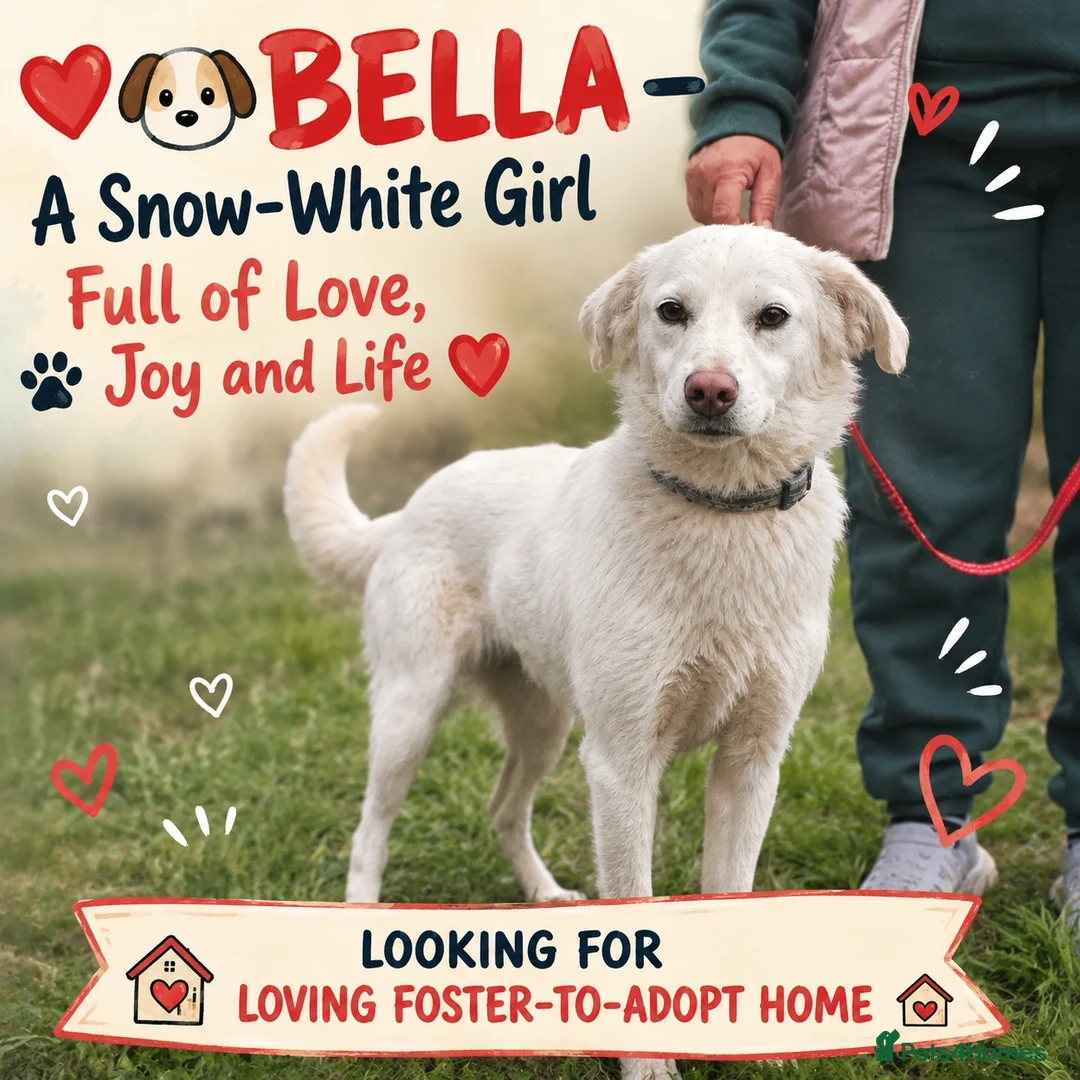 Mixed Breed dogs for adoption: ❤️BELLA❤️ Full of Love, Joy and Life - Advert 1