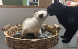British Shorthair cats for sale: Full BSH kittens 13 weeks GCCF Parents. One gone!  - Image 29