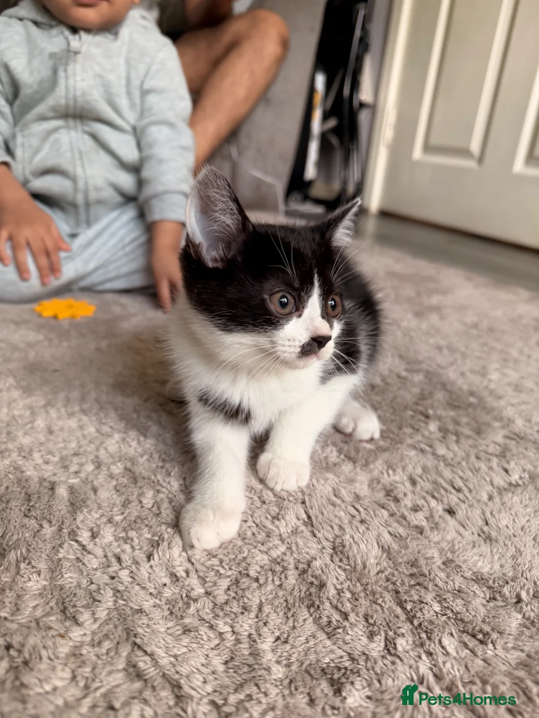 Mixed Breed cats for sale: British shorthair x mixed  - Advert 1