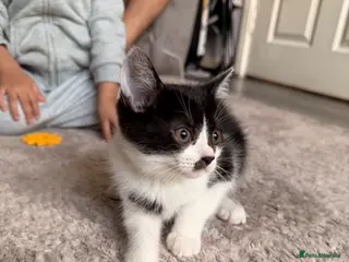 Mixed Breed cats British shorthair x mixed - Advert 2