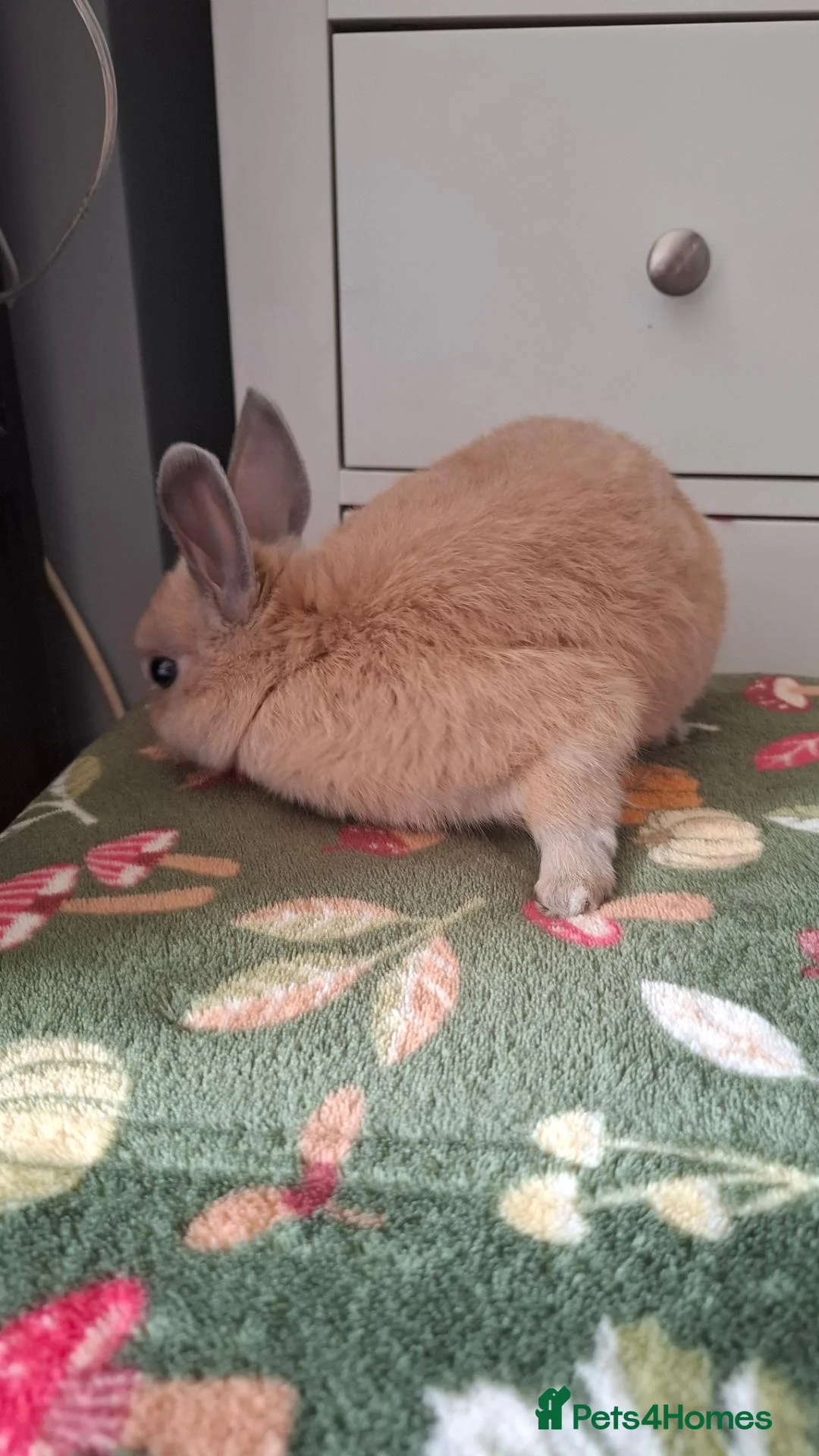 Mini Lop rabbits for sale: Little lop  - Advert 8