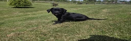 Labrador Retriever dogs for sale: LABRADOR RETRIEVER–HEALTH TESTED, FULLY VACCINATED - Advert 38