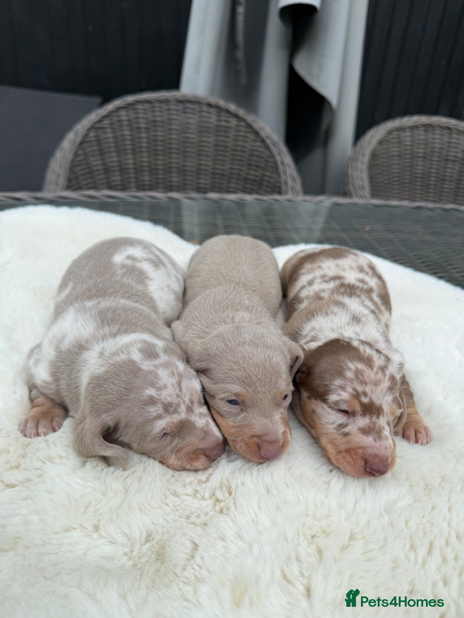Miniature Dachshund dogs Kennel club Miniature Dachshunds  - Advert 1
