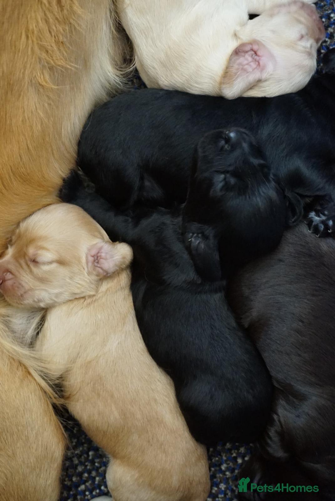 Cocker Spaniel dogs for sale: Cocker Spaniel puppies in Diss - Advert 15