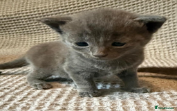 Mixed Breed cats for sale: Adorable Kittenss Ready For Reservation - Image 10