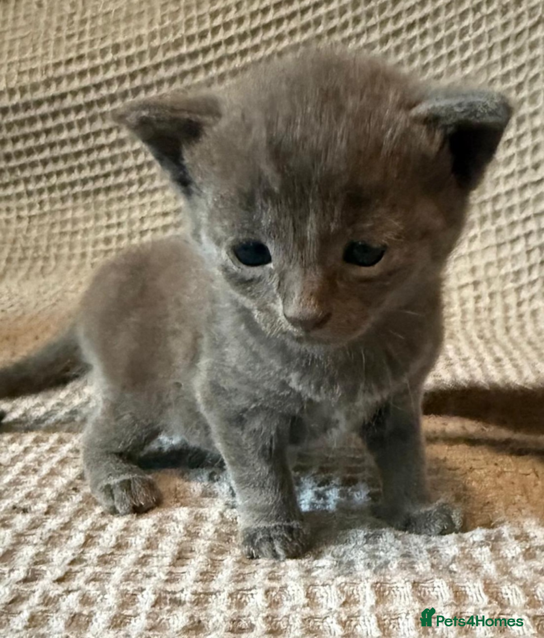 Mixed Breed cats for sale: Adorable Kittenss Ready For Reservation - Image 10