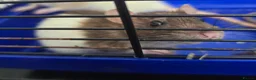 Rat rodents for sale: 4 girl rat for sale - Advert 13