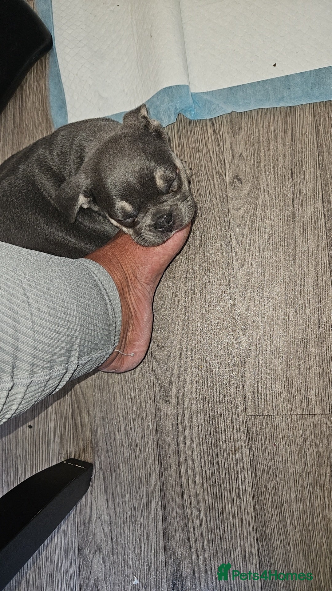 French Bulldog dogs 16 weeks old French bulldog  - Advert 9