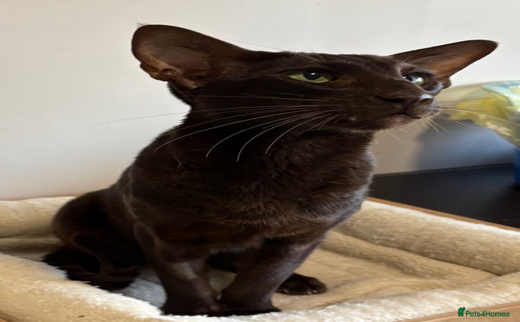 Oriental cats Oriental Shorthair  - Advert 8