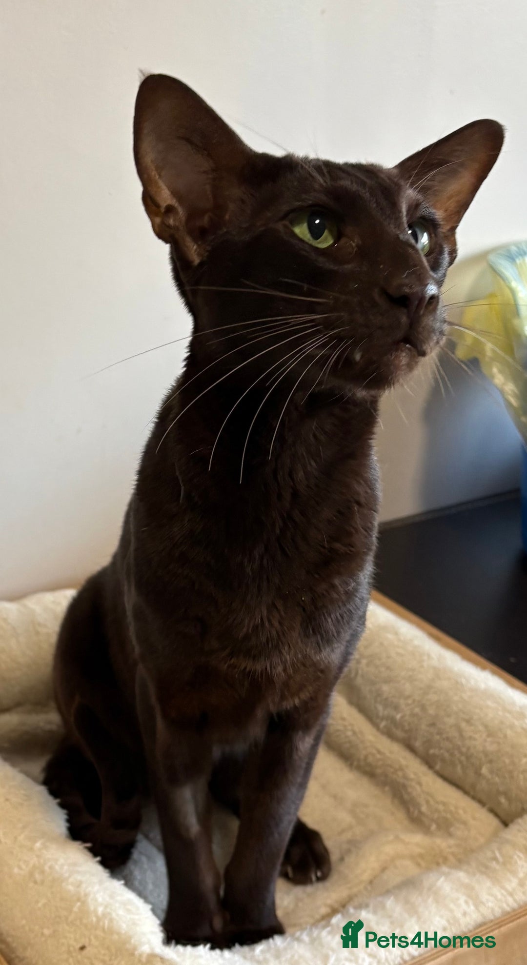 Oriental cats for sale: Oriental Shorthair  - Advert 1