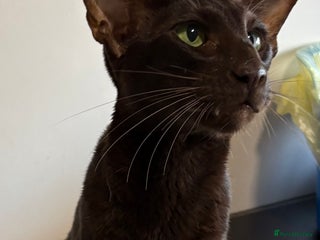 Oriental cats Oriental Shorthair - Advert 6