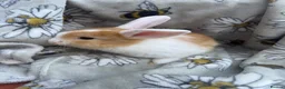 Mini Lop rabbits for sale: Pure bred mini lop bunnies  - Advert 1
