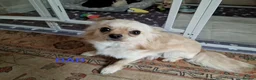 Chihuahua dogs for sale: Stunning Chihuahua Puppies Ready Soon 🐾 - Advert 20