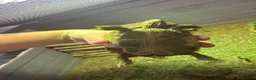 Hermann Tortoise reptiles for sale: Hermann’s Tortoise in Aylesford - Advert 4