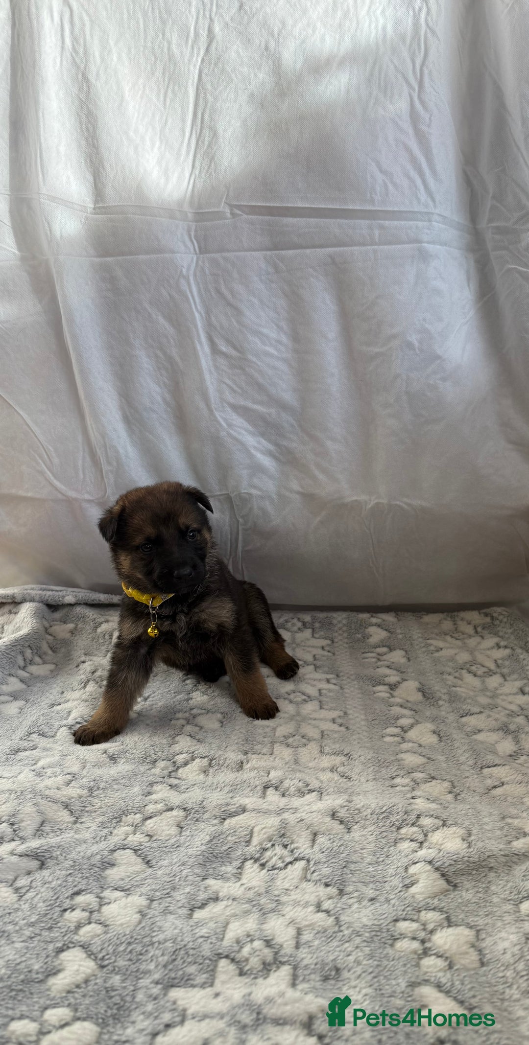 German Shepherd dogs for sale: KC Registered & Bred From Health Tested Parents  - Advert 38